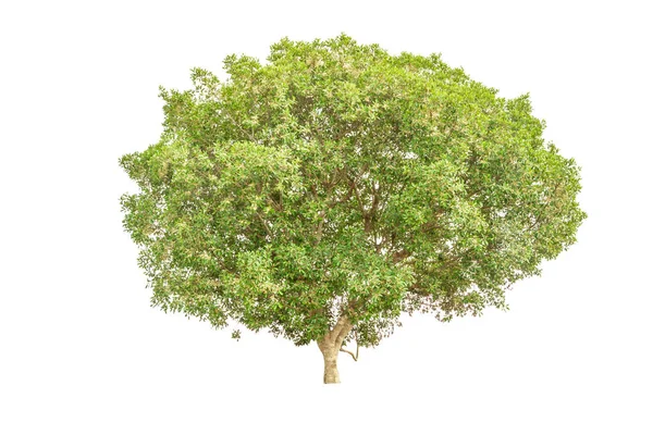 Büyük Beyaz Bir Arka Plan Üzerinde Izole Ağaç — Stok fotoğraf