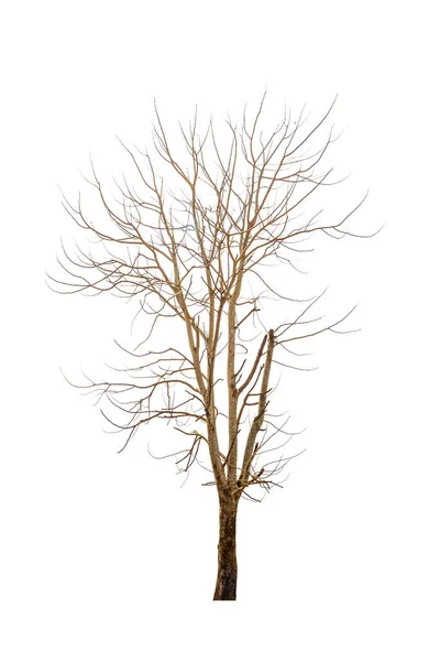 Suche Drzewo Izolowane Białym Tle — Zdjęcie stockowe