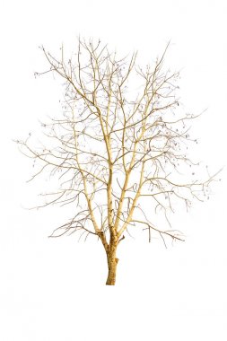 Beyaz arkaplanda izole edilmiş kuru ağaç 