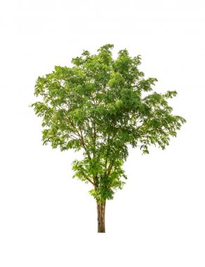 big tree isolated on a white background  clipart