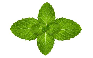 Taze nane yaprağı veya nane izole üzerinde beyaz arka plan bırakır. kırpma yolu ile