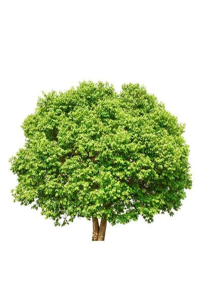 Большое Дерево Изолированное Белом Фоне — стоковое фото