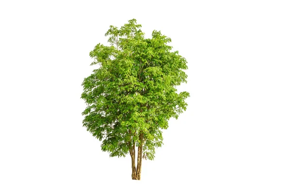 Grande Albero Isolato Sfondo Bianco — Foto Stock