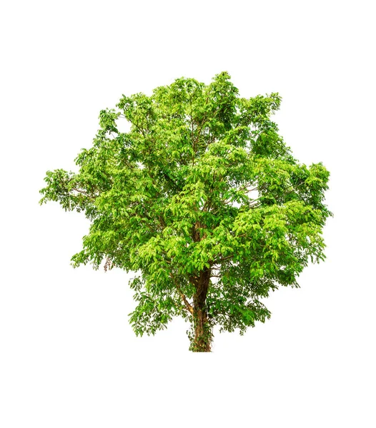 Big tree — Stock Photo, Image