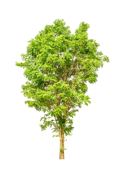 Großer Baum Isoliert Auf Weißem Hintergrund — Stockfoto