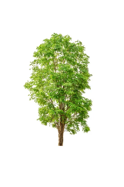 Stora Trädet Isolerad Vit Bakgrund — Stockfoto
