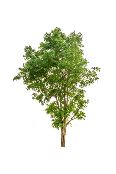 Grande Albero Isolato Sfondo Bianco — Foto Stock