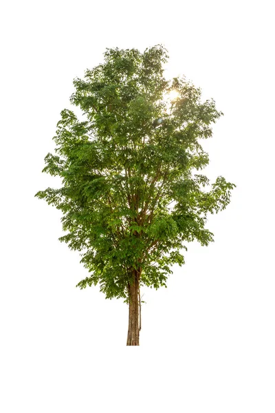 Большое Дерево Изолированное Белом Фоне — стоковое фото
