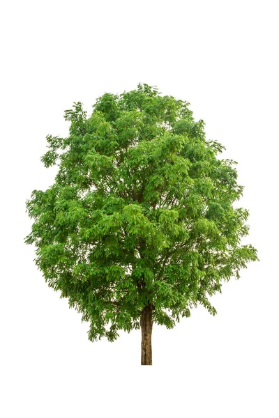 Big Tree Isolated White Background — Stock Photo, Image