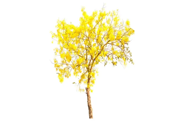 Żółte Drzewa Kwiaty Sezonie Jesień Białym Tle — Zdjęcie stockowe