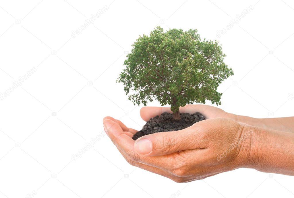 hands holding soil with big tree