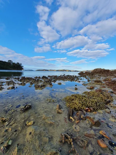Playa Rocas Isla Waiheke Nueva Zelanda — Foto de Stock