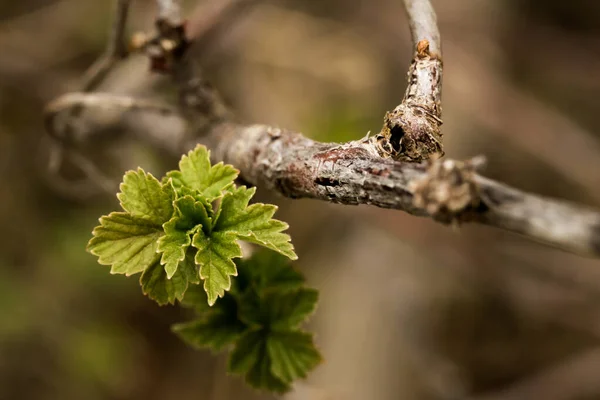 Ramo Ribes Con Foglie — Foto Stock