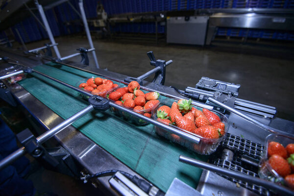 Strawberries  on conveyor belt on packing line