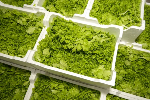 Salad in polystyrene box — Stock Photo, Image