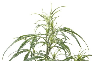 Kenevir bitki üzerinde beyaz izole