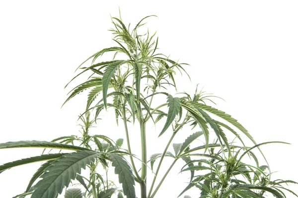 Planta de Cannabis aislada en blanco — Foto de Stock