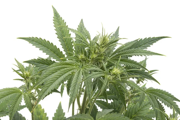 Planta de Cannabis aislada en blanco —  Fotos de Stock