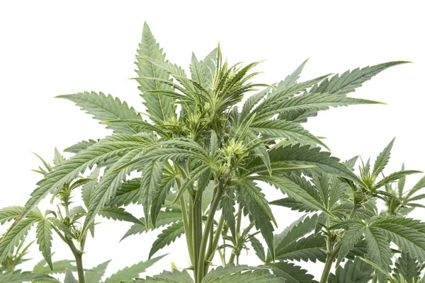 Cannabis Planta isolada sobre branco — Fotografia de Stock