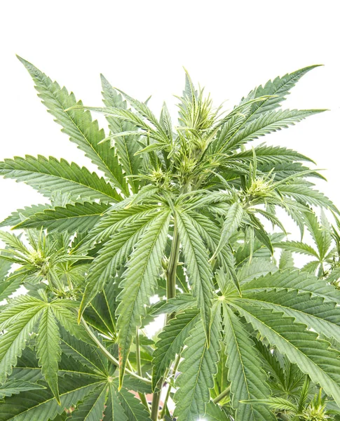 Planta de Cannabis aislada en blanco —  Fotos de Stock