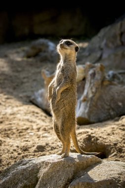 Suricata ufukta tipik bir konumda izliyor.