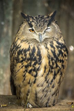 Baykuş ağaçta dinleniyor