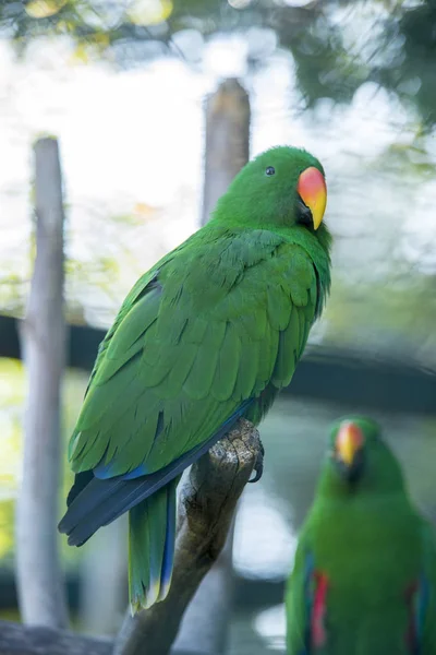 Papagaio Descansando Zoológico — Fotografia de Stock