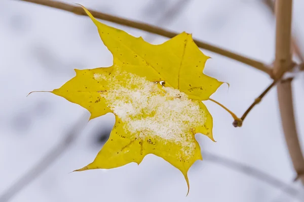 Gelbes Blatt des kanadischen Ahorns mit dem Schnee — Stockfoto