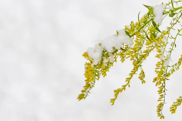 Gelbe Blüten von Solidaginis herba liegen unter Schnee — Stockfoto