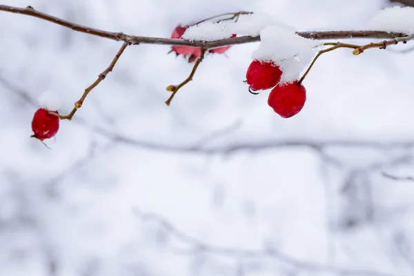 Mehrere rote Beeren eines Weißdorns auf einem Zweig mit dem Schnee — Stockfoto