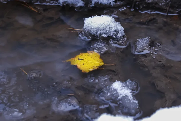 De gele Herfstblad ligt in een pool met sneeuw — Stockfoto