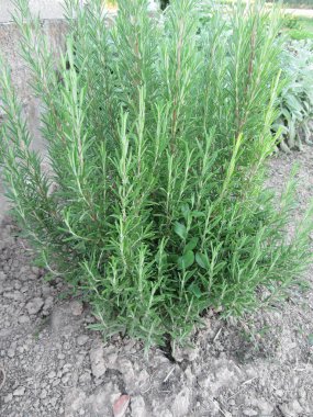 Biberiye bitki bahçesinde. Toskana, İtalya