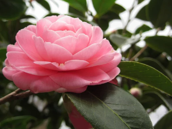 Ancient japanese cultivar of pink Camellia japonica flower known as Otome Tsubaki — Stock Photo, Image