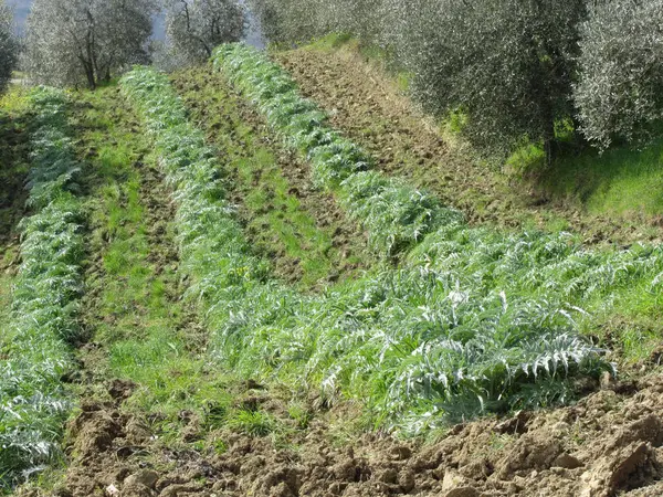 Piantagione di carciofi su dolci colline. Toscana, Italia — Foto Stock