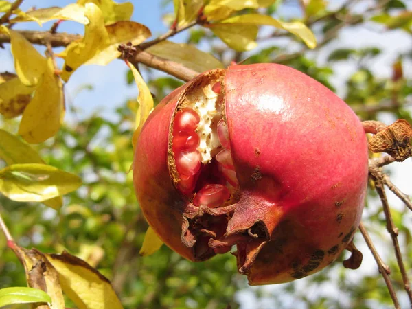 Fruta Romã Vermelha Única Árvore Folhas Vista Especial Das Bagas — Fotografia de Stock