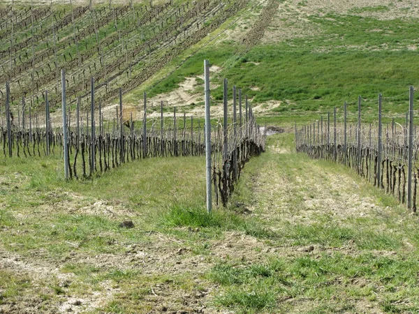 Malowniczy widok na wzgórze z winnicami. Toskania, Włochy — Zdjęcie stockowe