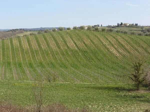 Vue panoramique sur la colline vallonnée avec vignobles. Toscane, Italie — Photo