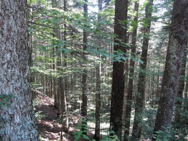 Yazın kayın ormanı manzarası. Abetone, Toskana, İtalya