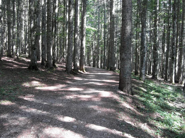 Sentier pédestre à travers la forêt de hêtres en été. Abetone, Toscane, Italie — Photo