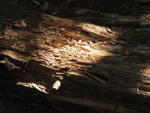 Feche em um tronco de árvore quebrado estilhaços de madeira. Textura macro de fibra de madeira quebrada. Fundo de madeira — Fotografia de Stock
