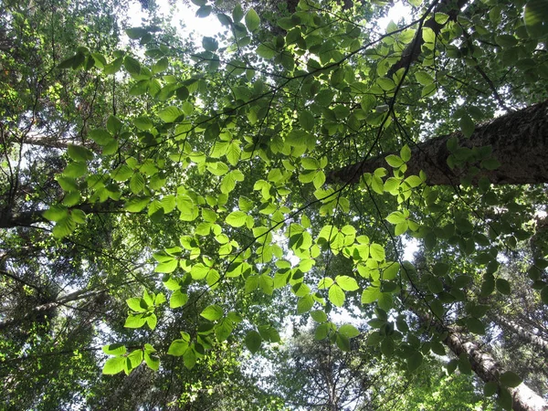 Hojas de haya europea (Fagus) en verano. Vista desde abajo. Abetone, Toscana, Italia Fotos de stock