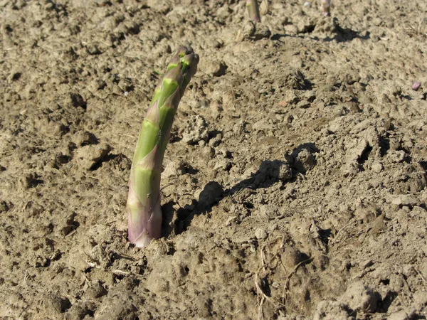 Nahaufnahme junger grüner Spargel, der aus dem Boden sprießt. Spargelanbau im Garten Toskana, Italien — Stockfoto