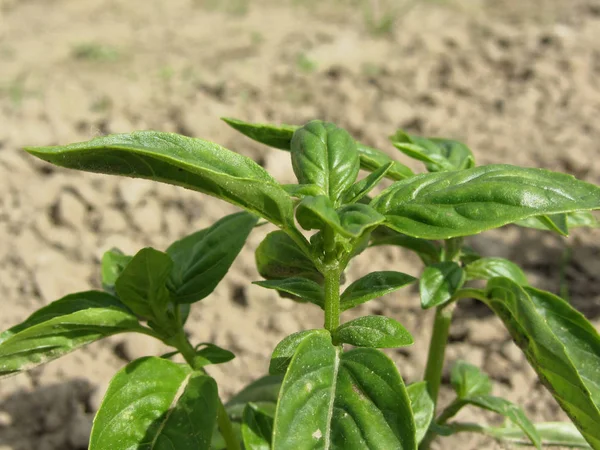 Single fresh basil plant ( Ocimum basilicum ) growing in the field . Tuscany, Italy — Stock Photo, Image