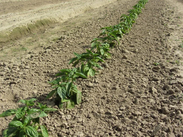 Fresh basil plants ( Ocimum basilicum ) growing in the field . Tuscany, Italy — Stock Photo, Image