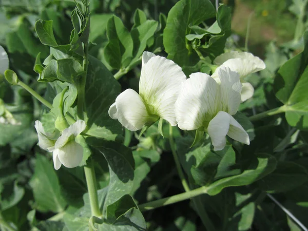 Los guisantes que florecen plantan en el campo. Toscana, Italia Imagen de archivo