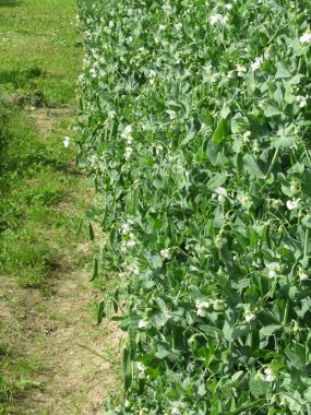 Tarlada çiçek açan bezelyeler. Toskana, İtalya