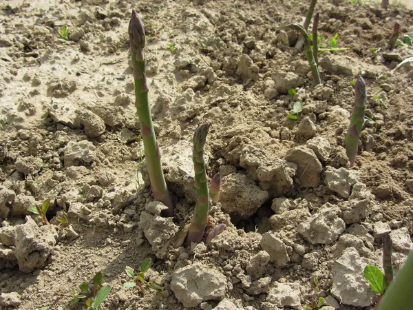 Een close-up van jonge groene asperges die uit de grond komen. Asperges kweken in de tuin. Toscane, Italië — Stockfoto