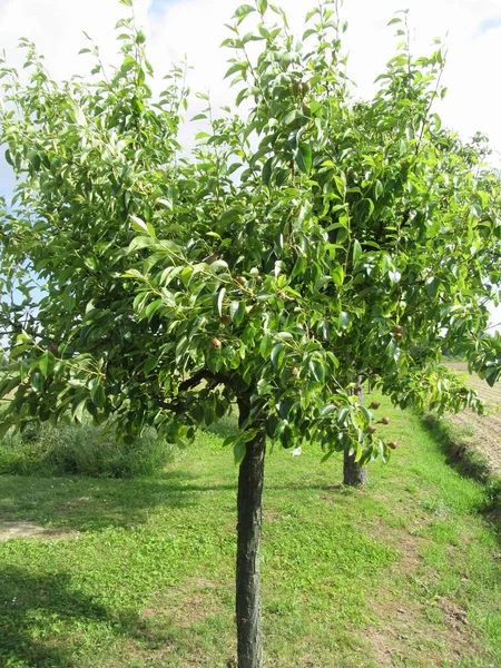 Päronträd med gröna blad och röda frukter. Toscana, Italien — Stockfoto