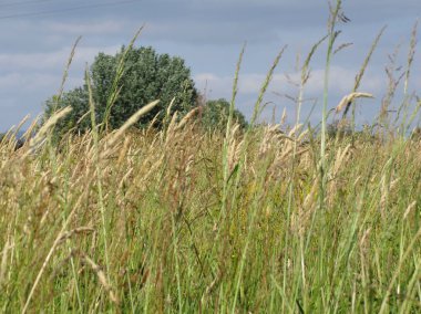 Toskana kırsalındaki vahşi arazinin yaz manzarası