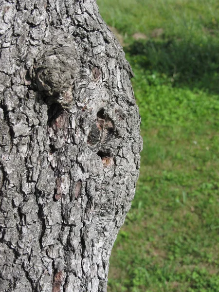 Closeup de tronco de árvore de pêra contra fundo verde — Fotografia de Stock